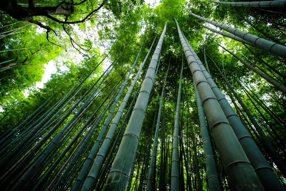 filosofi bambu